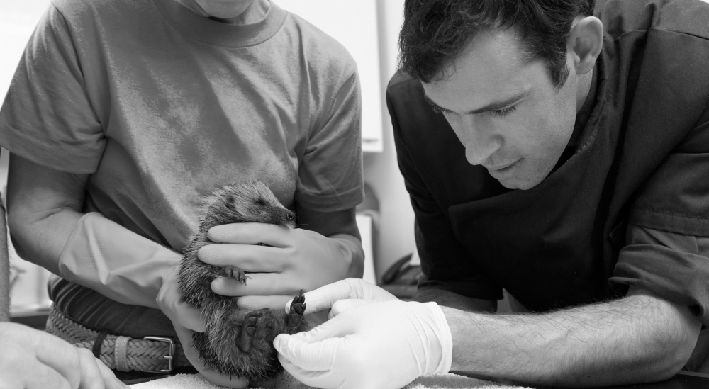 Tirocinio/Internship